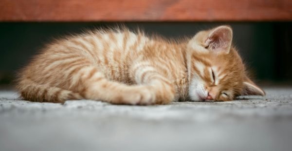 বিড়ালের আরাম বা ঘুমের ঘাটতি!