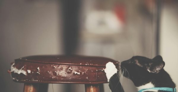 বিড়ালের আঁচড়ে আসবাবপত্র নষ্ট!